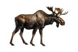 © comicsans - A moose isolated on transparent background - Generative AI