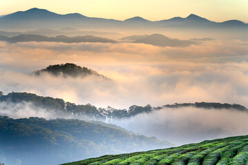 Wall Mural - Magical view of Da Lat city, Vietnam. The pine forests are shrouded in mist in the early morning. Morning dew and clouds cover the hillsides with lush green tea farms