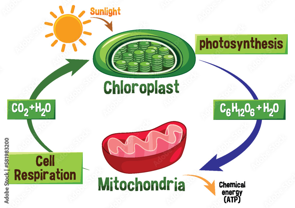 Photosynthesis and Cellular Respiration Diagram Stock Vector | Adobe Stock