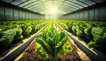 ﻿Fresh Organic Romaine Lettuce Is Thriving In Vegetable Plots Within A Pristine, Beautiful Greenhouse Farm - AI Generation.