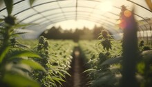 ﻿Organically Grown Small Cannabis Thriving In Vegetable Gardens Within A Pristine Greenhouse Farm- AI Generation.