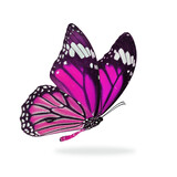 Fototapeta Motyle - Beautiful monarch butterfly