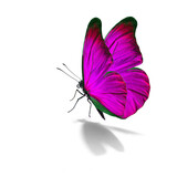 Fototapeta Motyle - Beautiful pink butterfly