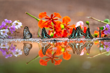 Butterfly season in Ma Da Forest in Dong Nai province. During summer, the hot weather will attract butterfly to gather at Ma Da forest.