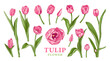 Set of hand drawn Spring pink Tulip flowers. Vector illustration of plant elements for floral design. Colored sketch of flowers isolated on a white background. Beautiful bouquet of magenta Tulips