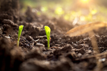 Wall Mural - Corn field. Renewable energy for future. Sustainable resources. Plant management or environment symbol. Organic vegetable seedling.