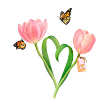 Watercolour Drawing Of Two Gentle Beautiful Pink Tulips With Heart-shaped Leaves And Two Butterflies On White Background