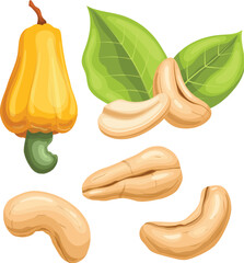 Wall Mural - cashew nut set cartoon vector illustration