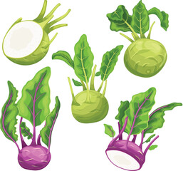 Poster - kohlrabi fresh green set cartoon vector illustration