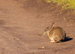 Wild rabbit eats a healthy green vegetable snack on dirt trail in sun