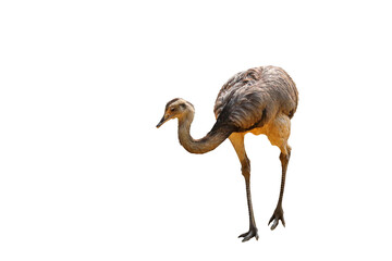 Poster - Ostrich full length isolated on transparent background png file.