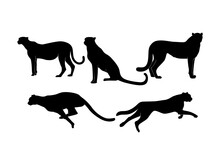 Set Of Cheetahs Silhouette Isolated On A White Background -  Vector Illustration