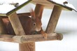 Ein rotes Eichhörnchen sitzt im Winter in einem Futterhaus mit Schnee, sciurus vulgaris