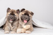 Two cozy American akita puppies lying with toy bear under warm blanket on the bed at home. Empty space for text