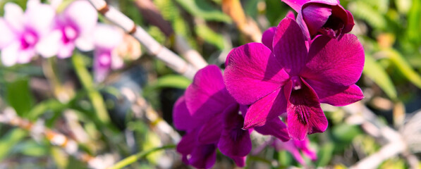 Wall Mural - blooming purple orchids on a branch