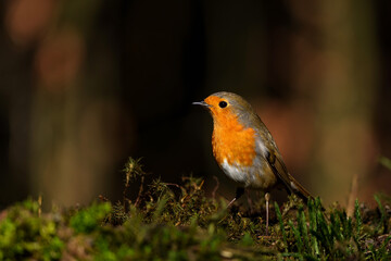 Canvas Print - European Robin (Erithacus rubecula) searching for food in the  forest of the Netherlands. Dark background.                