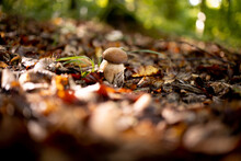 White Mushrooms In The Woods, On A Background Of Leaves, Bright Sunlight. Boletus. Mushroom