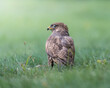 Common buzzard in the grass