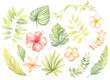Tropical flowers and leaves collection . Botanical hand painted watercolor illustration with set of floral exotic plants