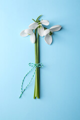 Wall Mural - Beautiful snowdrops on light blue background, top view