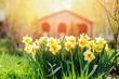 group of yellow terry daffodils blooming in early spring garden with rustic wooden house on background. Country life concept