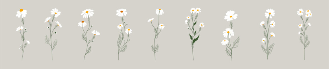 Set of daisy flowers. Chamomile illustration. Vector.