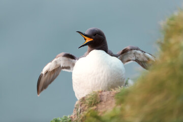 Wall Mural - portrait of a common guillemot calling