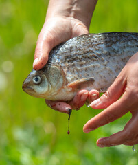 Canvas Print - Cleaning fish with hands in nature.