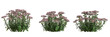 3d illustration of set sedum flower bush isolated on transparent background