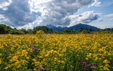 Poster - Wild flower meadow in mountain at day. Discover the beauty of spring nature