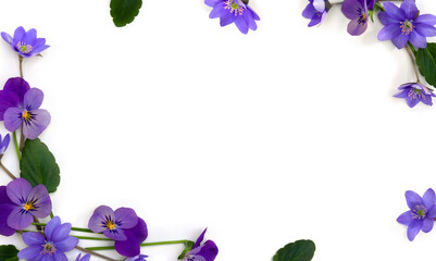 Wall Mural - flowers viola tricolor ( pansy ) and blue flowers hepatica ( liverleaf or liverwort ) on a white bac