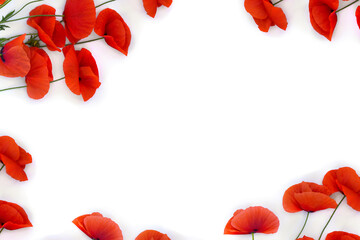Wall Mural - flowers red poppy ( papaver rhoeas, corn poppy, corn rose, field poppy, red weed ) on a white backgr