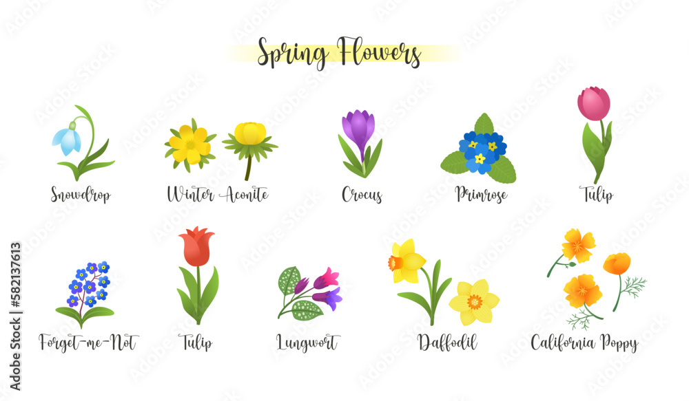 Vetor Spring flower set vector illustration with plant names. Early ...
