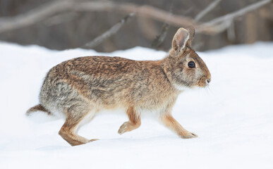 Wall Mural - Eastern cottontail rabbit hopping along in a winter forest.