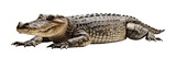 Fototapeta  - A crocodile isolated on transparent background - Generative AI