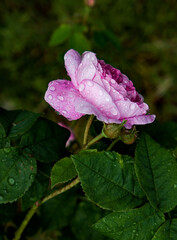 Wall Mural - pink rose in the garden with rainy drops