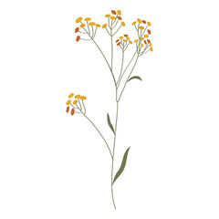 Wall Mural - Vector illustration of field grass, flower, dry in flat style, isolated on a white background