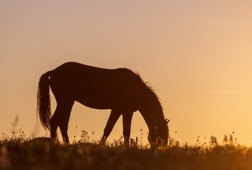 Sticker - Wild Horse at Sunset in the Pryor Mountains Montana in Summer