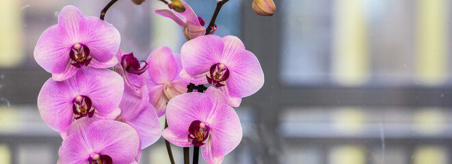 Wall Mural - pink blooming orchid on the window. close-up.