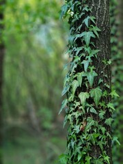 Sticker - Vertical shot of ivy leaves growing on a tree trunk