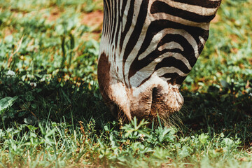 Poster - Close-up shot of a zebra grazing in the meadow field