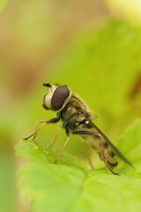 Canvas Print - Closeup on a Migrant hoverfly, Eupeodes corollae, sitting on a g