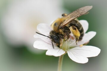 Wall Mural - Closeup on a female Gwynne's mining bee, Andrena bicolor on a white Geranium pyrenaicum flower