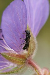 Canvas Print - Closeup on a small harebell carpenter bee, Chelostoma campanularum, resting on blue Geranium flower