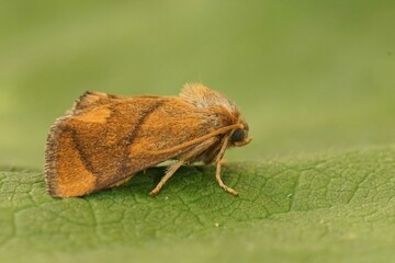 Canvas Print - Closeup on the fresh colorful and small the festoon moth, Apoda limacodes