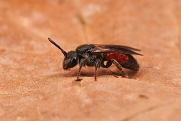 Wall Mural - Closeup on a brilliant red cleptoparasite dark winged blood bee, Shecodes gibbus