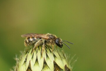 Sticker - Closeup shot of a small brown sweat bee sitting on top of a flower bud in the garden