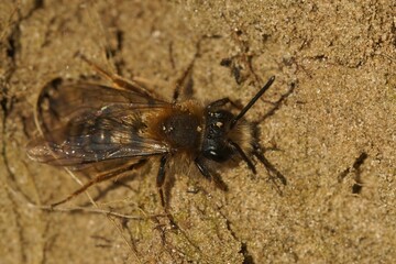 Sticker - Closeup on a male of the early emerging Clarke's mining bee, Andrena clarkella sitting on sand