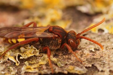 Wall Mural - Closeup on  colorful red flavous Nomad bee, Nomada flava sitting on wood