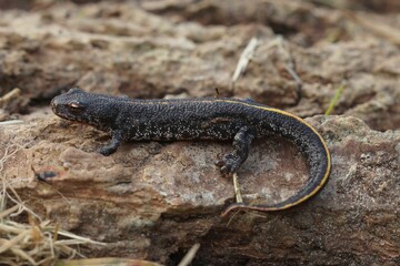 Sticker - Closeup on a juvenile Balkan crested newt, Triturus ivanbureschi on wood